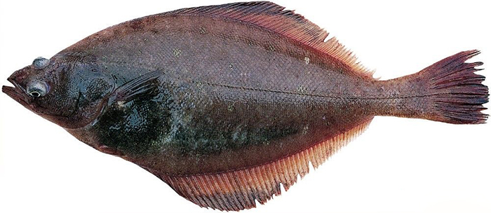 偏口魚(yú)